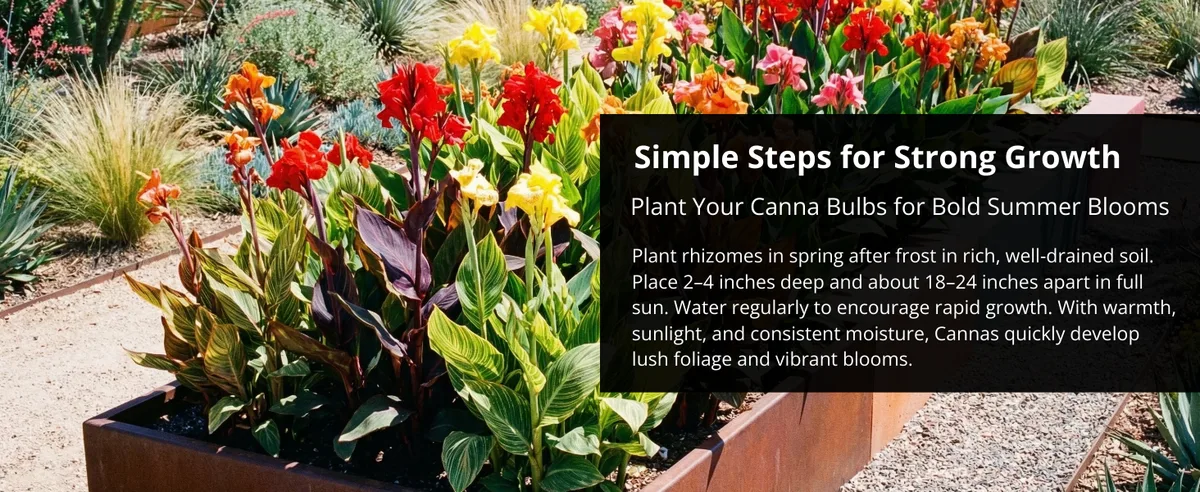 canna rhizome