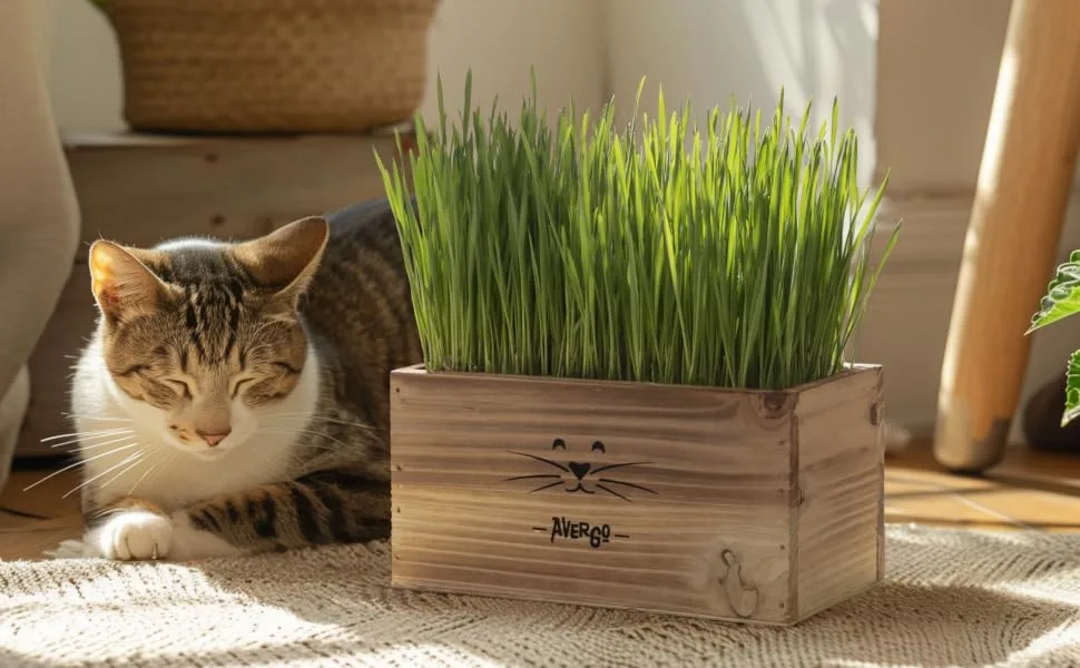 cat grass