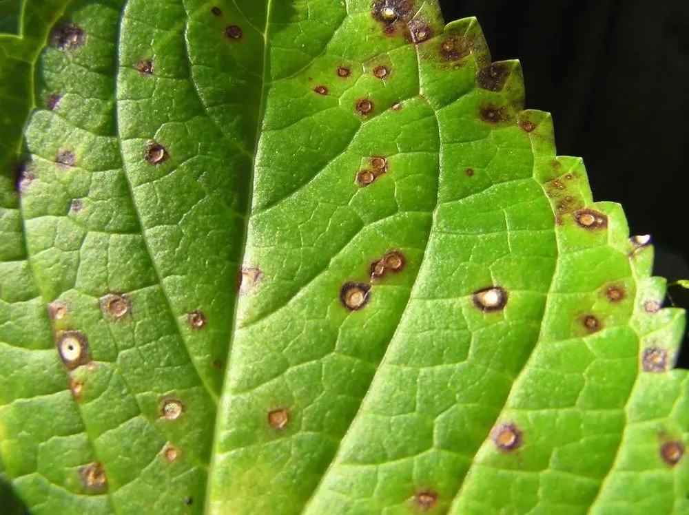 Cercospora leaf spot