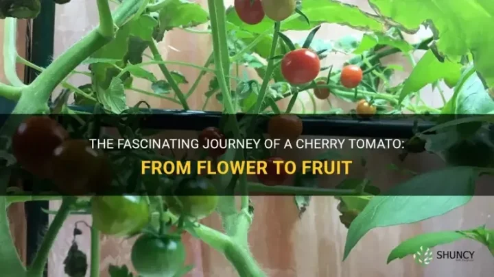 Cherry Tomato Flower to Fruit: Timeline & Growing Tips