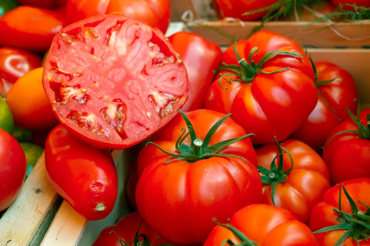 cherry vs beefsteak tomato development