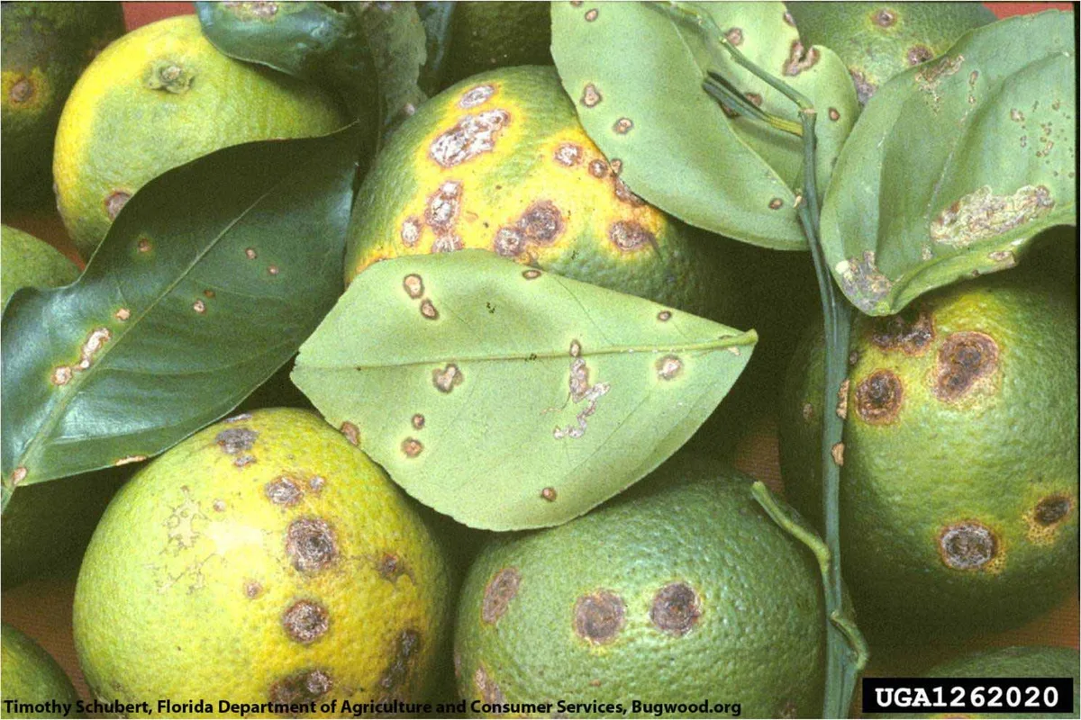 Citrus Canker