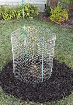 cold dormancy period