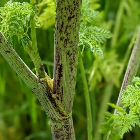 Conium maculatum