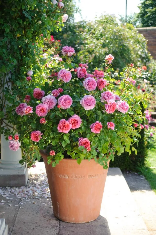 container rose care