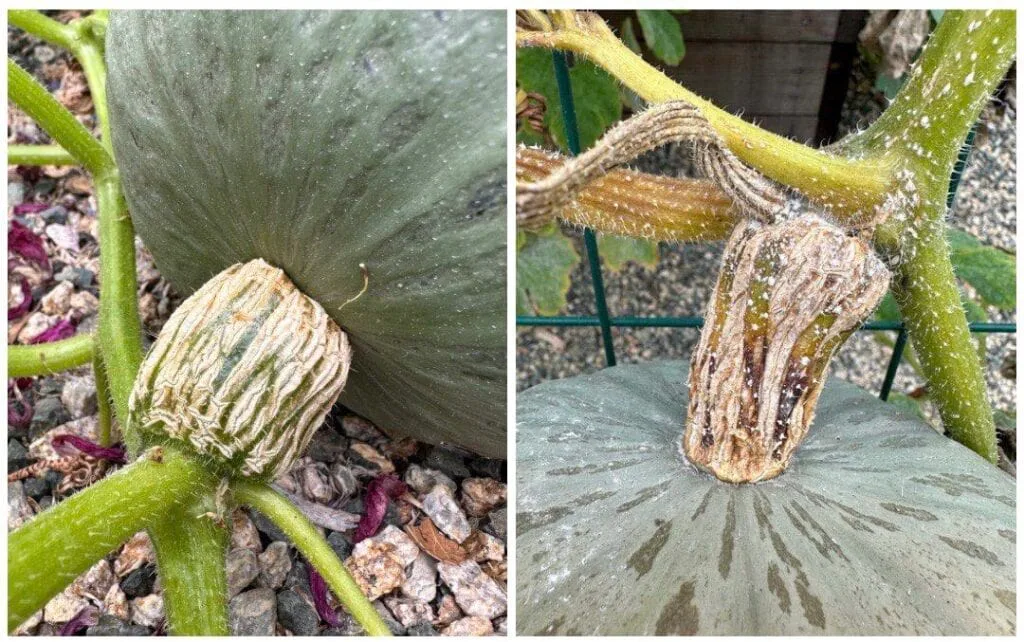 corky stem