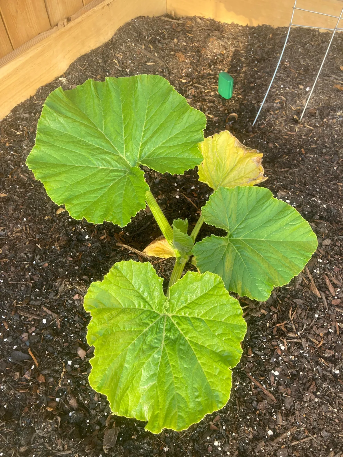 cotyledons vs. true leaves