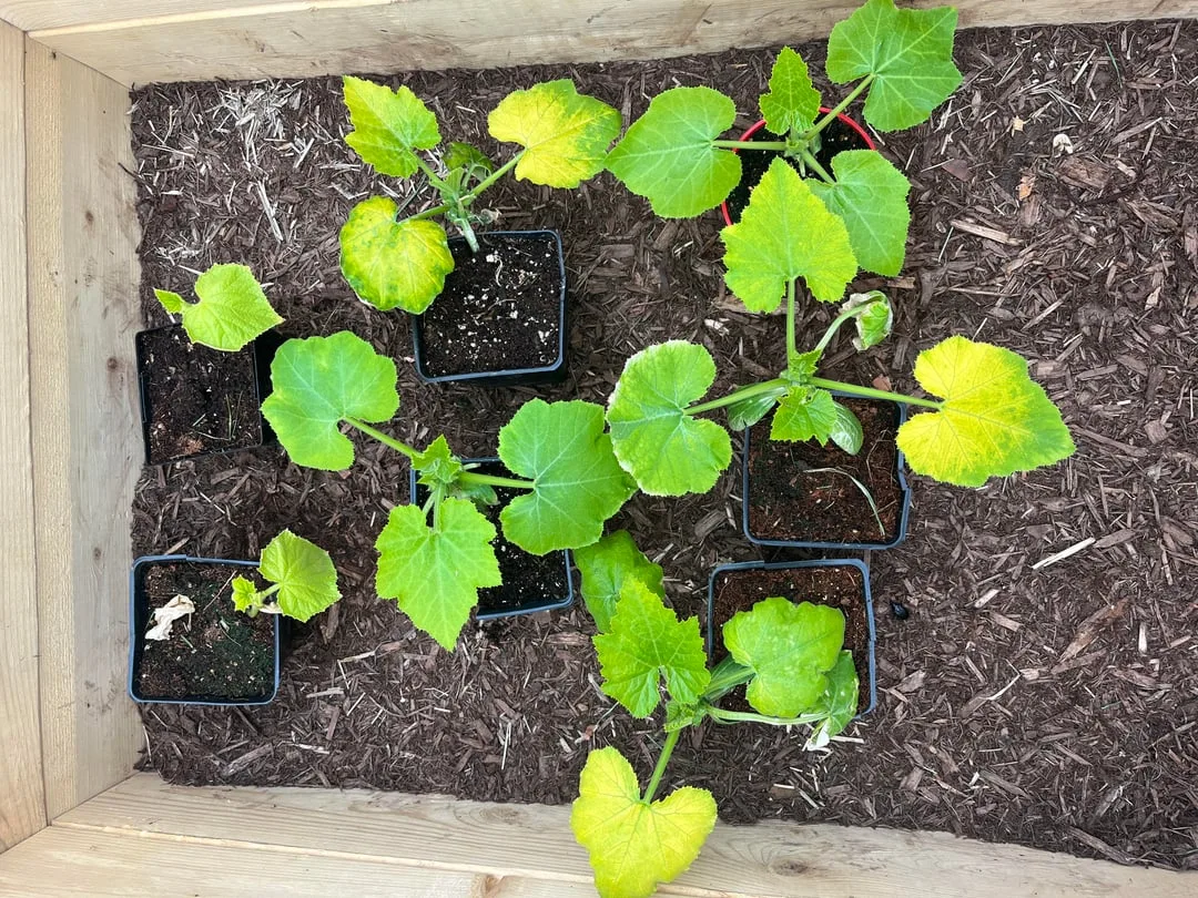 cucumber zucchini leaf comparison