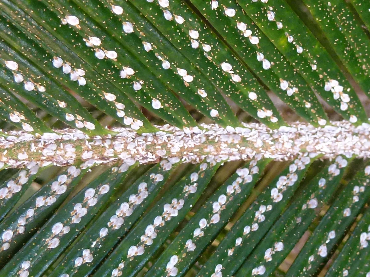 cycad aulacaspis scale