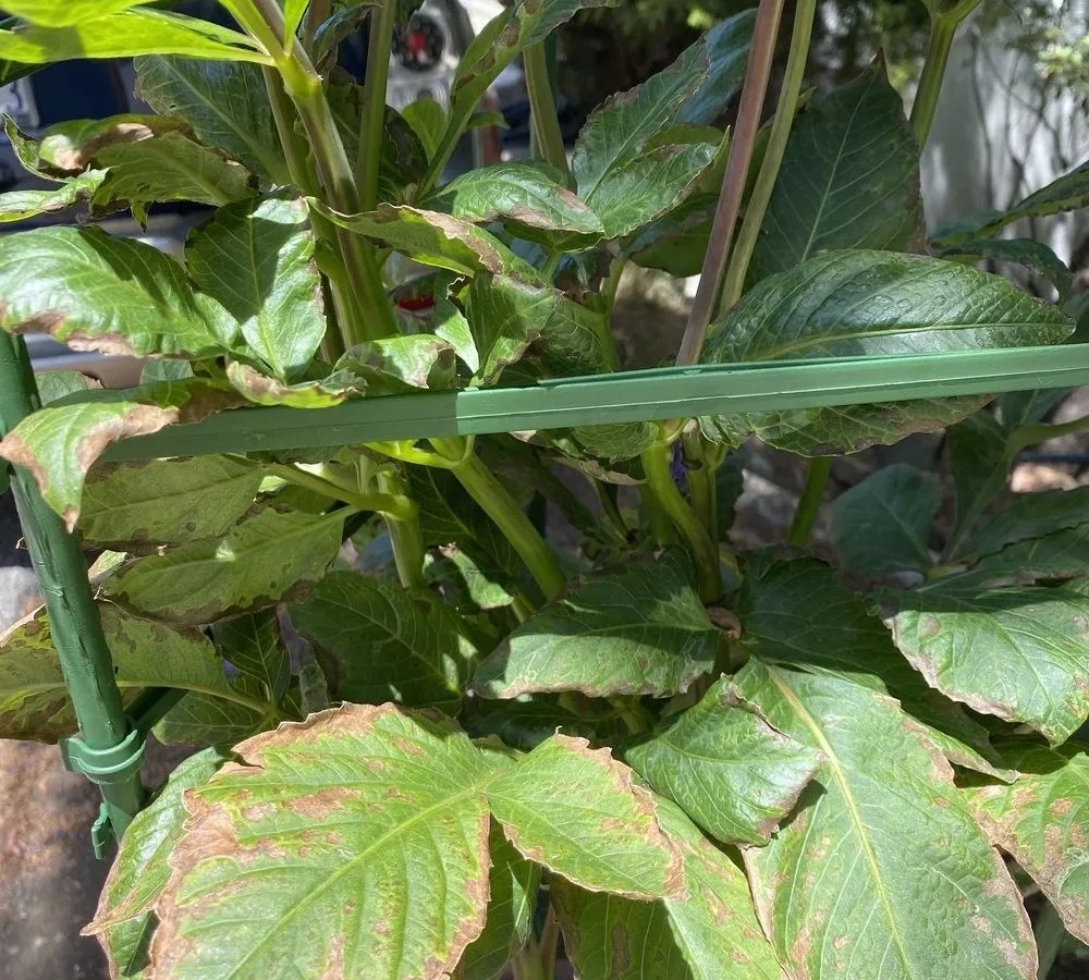 dahlia leaves turning brown