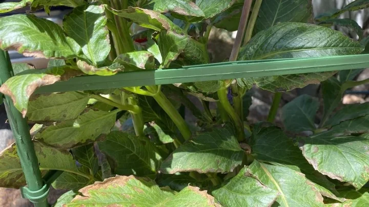Why Are My Dahlia Leaves Turning Brown? Causes & Fixes
