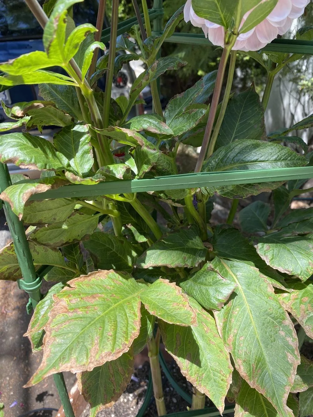 dahlia leaves turning brown
