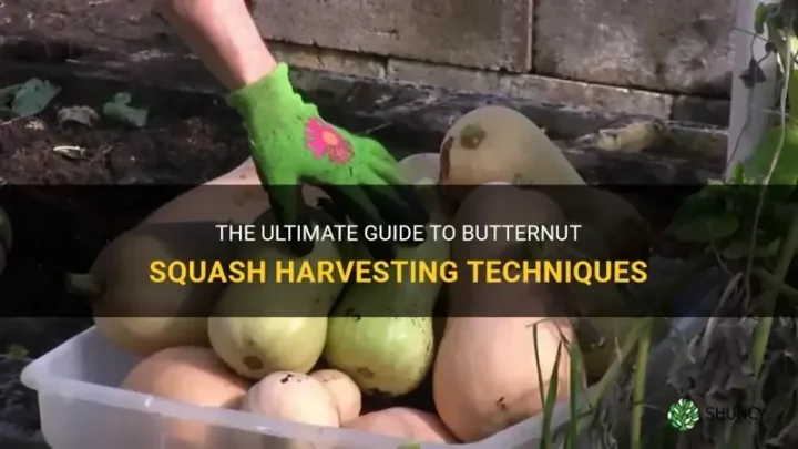 Do Butternut Squash Ripen Off the Vine? The Truth
