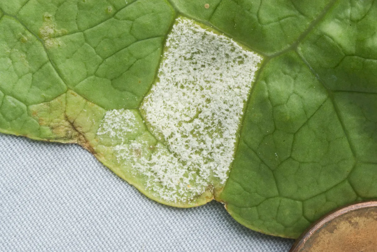 downy-mildew