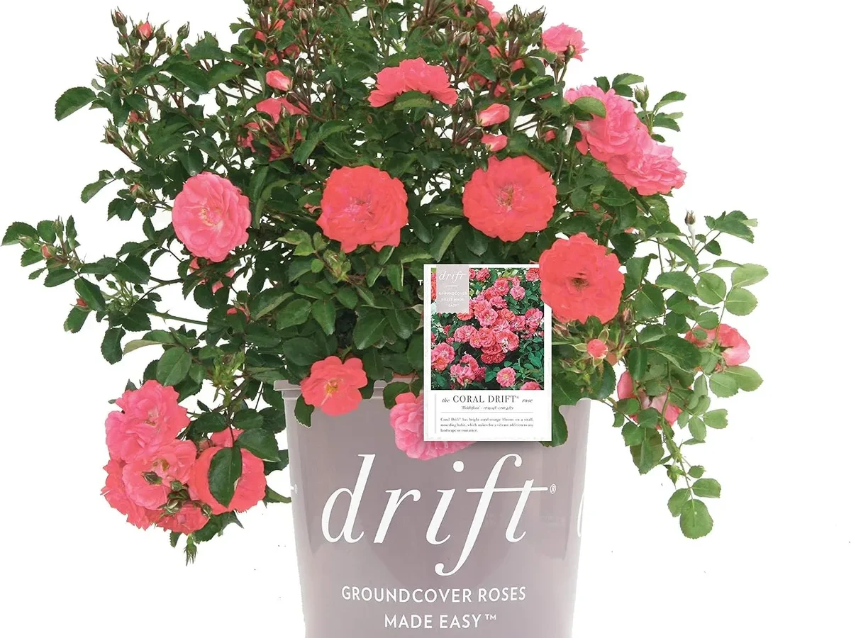 drift roses in containers