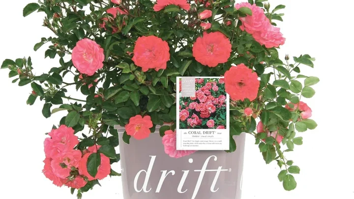 How to Grow Drift Roses in Containers Successfully