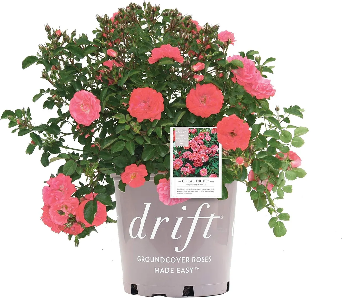 drift roses in containers