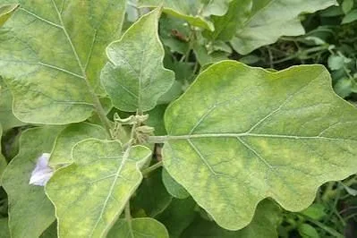 eggplant nutrient deficiency