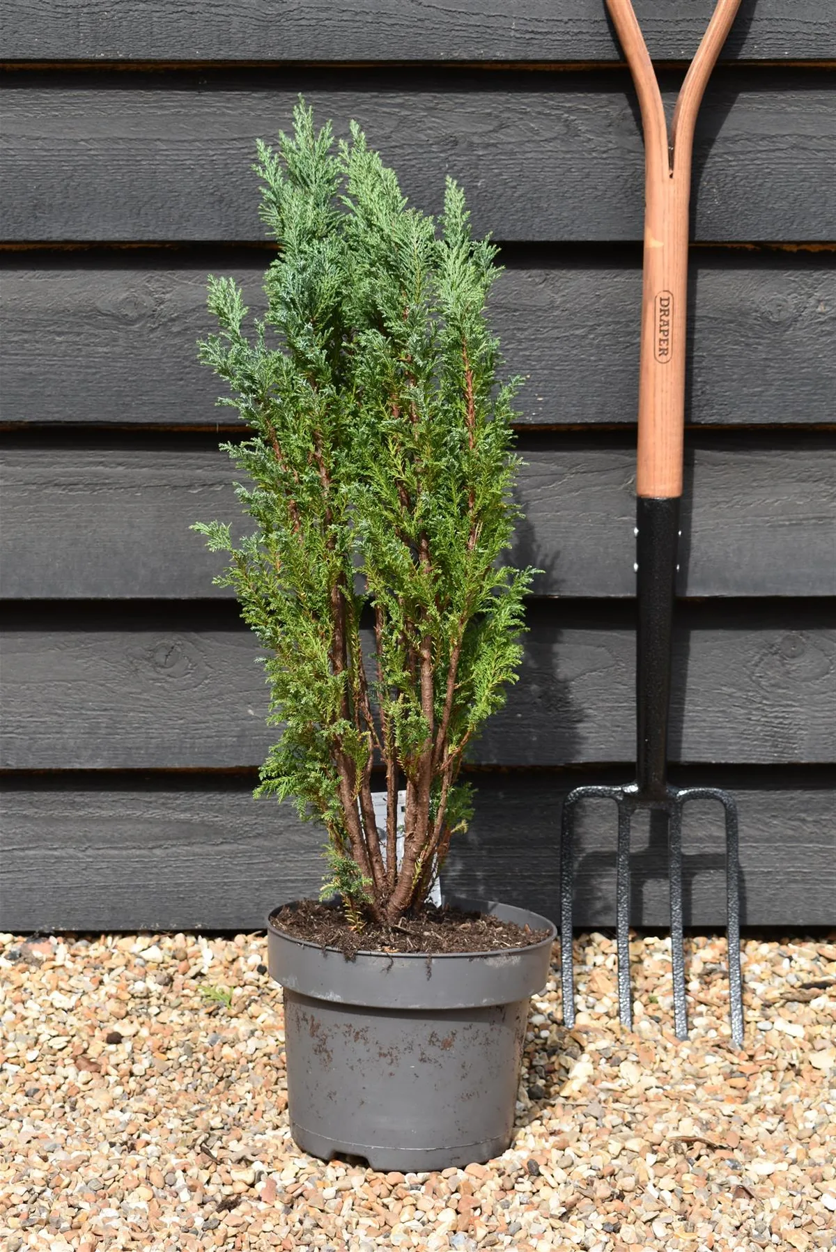 ellwoodii cypress indoor care