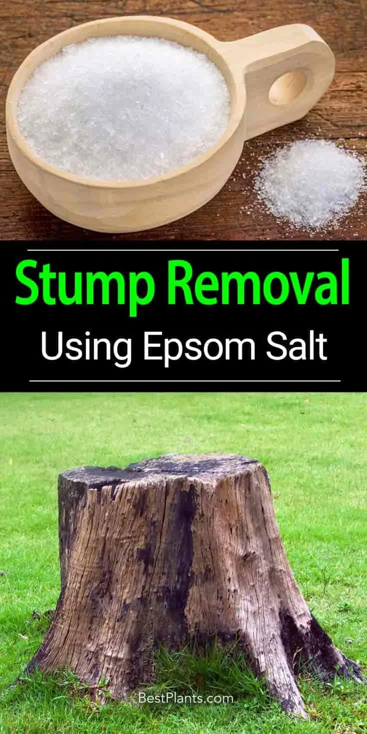 epsom salt for tree stump removal