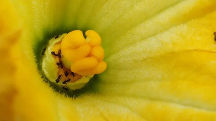Female Pumpkin Flower Bud: How to Spot & Grow Them