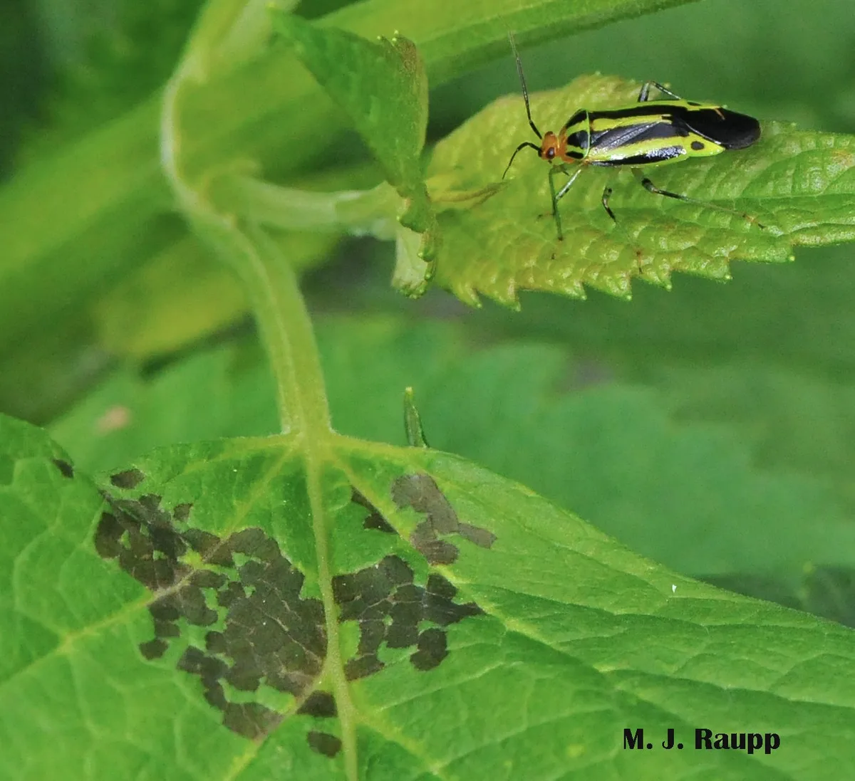 Four-Lined Plant Bug (Poecilocapsus lineatus)