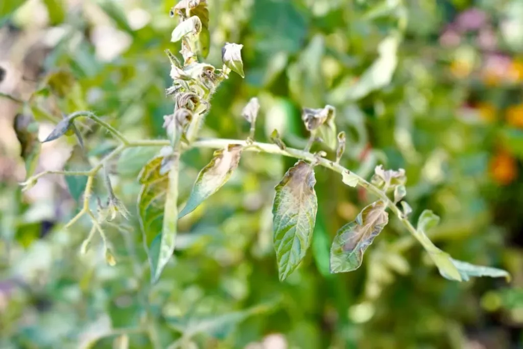 Frost damage / cold injury