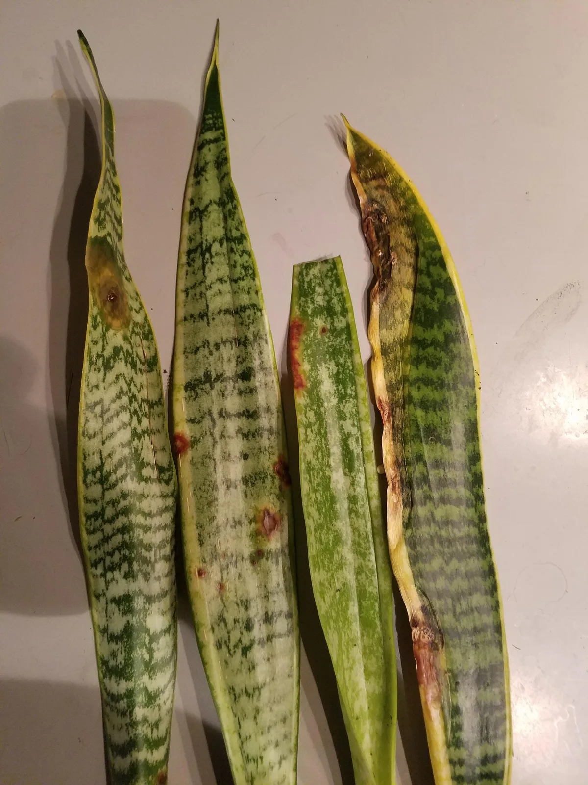 fungal leaf spot