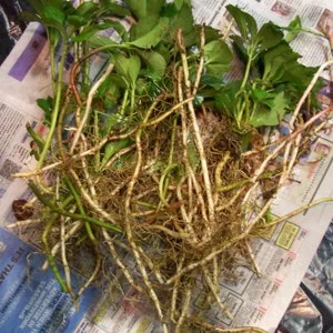 How to Get Rid of Pachysandra for Good