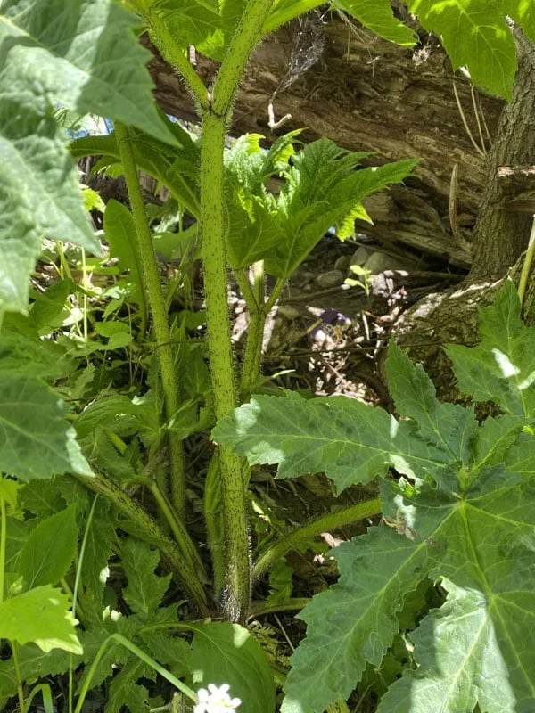 Giant Hogweed