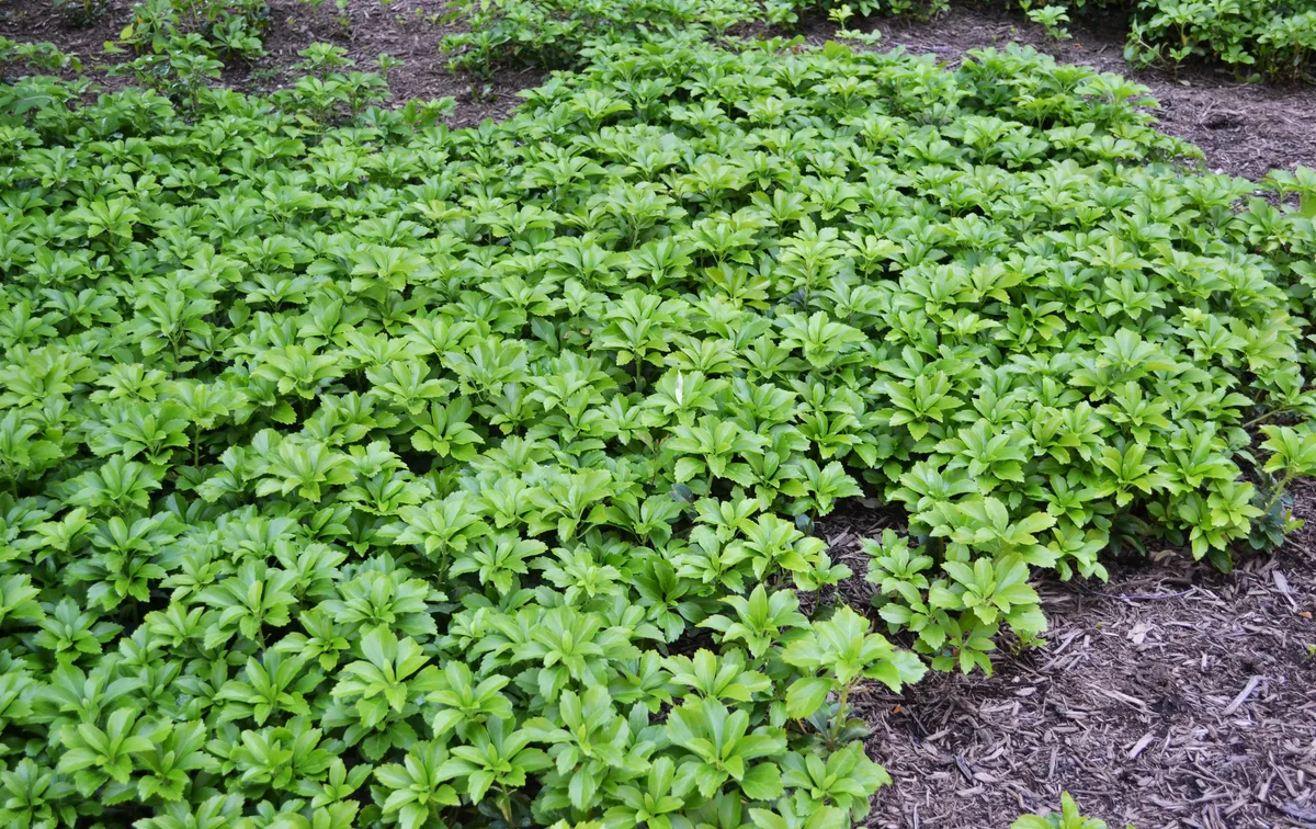 glyphosate application