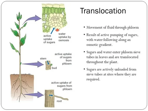 glyphosate translocation