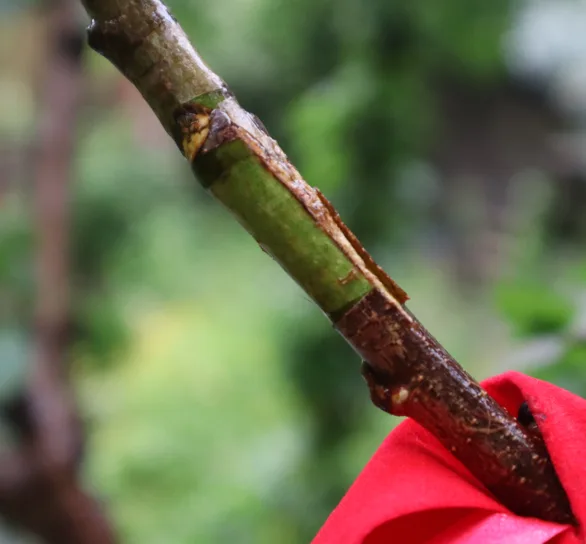 grafted plum tree