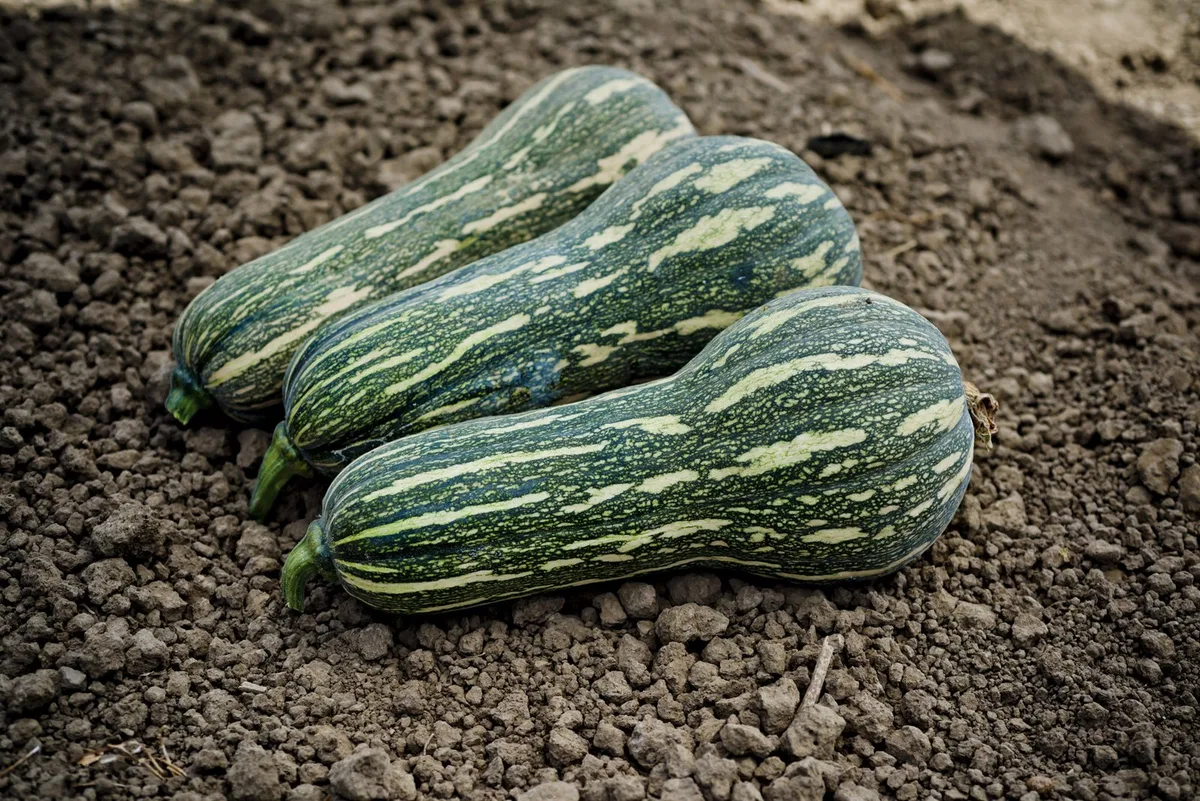 green butternut squash