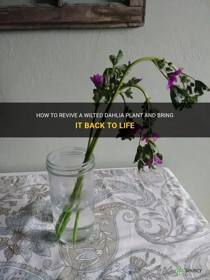heat wilt vs drought stress