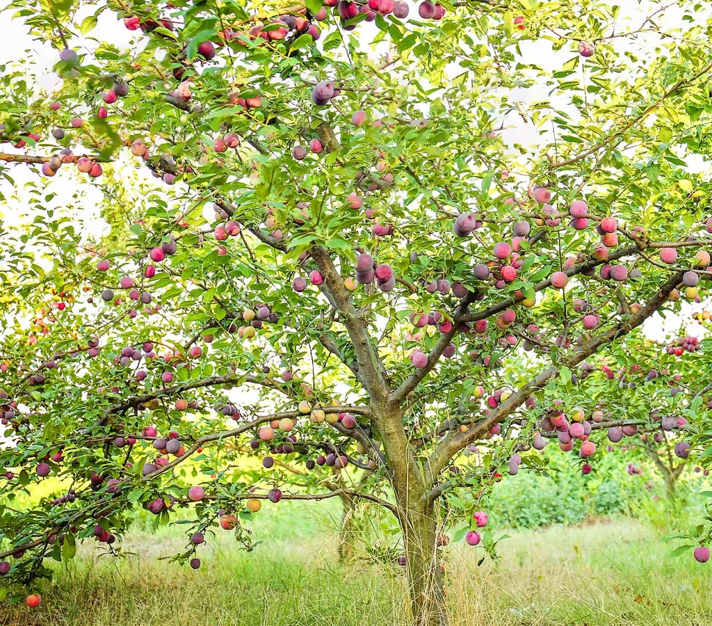 how long does plum tree take to grow