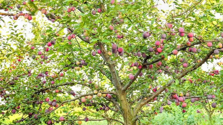 How Long Do Plum Trees Take to Grow & Bear Fruit?