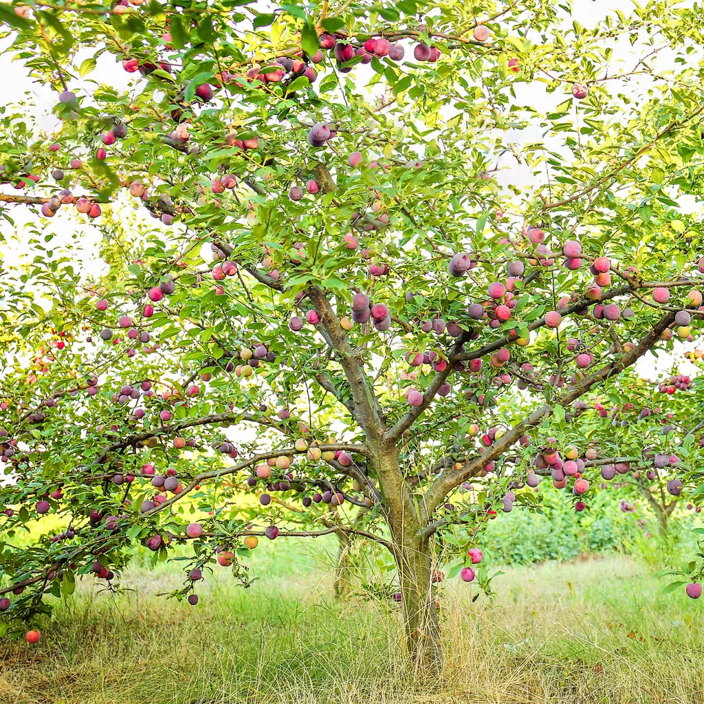 how long does plum tree take to grow