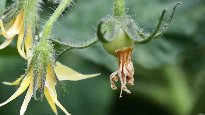 Tomato Flower to Fruit: How Long Does It Really Take?