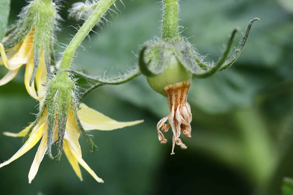 how long from tomato flower to fruit