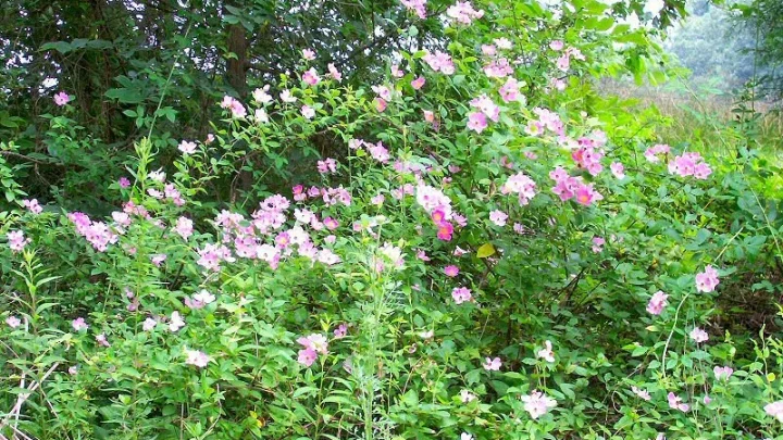 How to Prune Wild Roses: A Simple Step-by-Step Guide