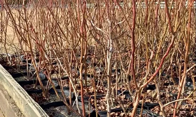 How to Tell If Your Blueberry Bush Is Dead or Alive