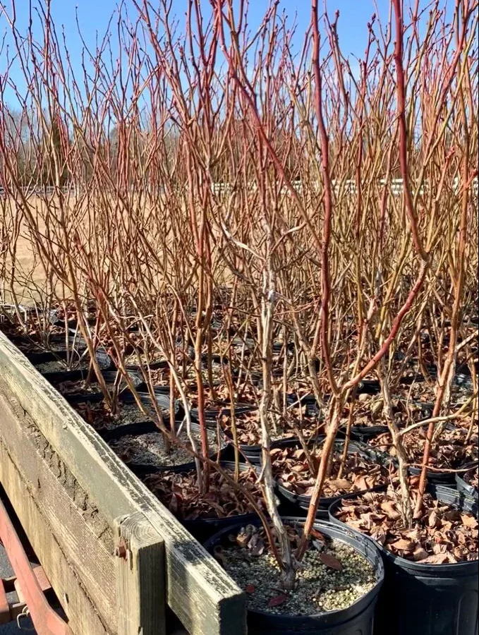 how to tell if blueberry bush is dead