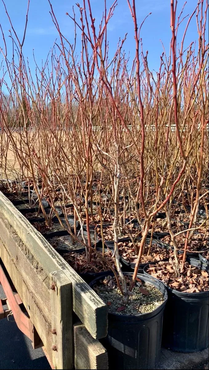 how to tell if blueberry bush is dead