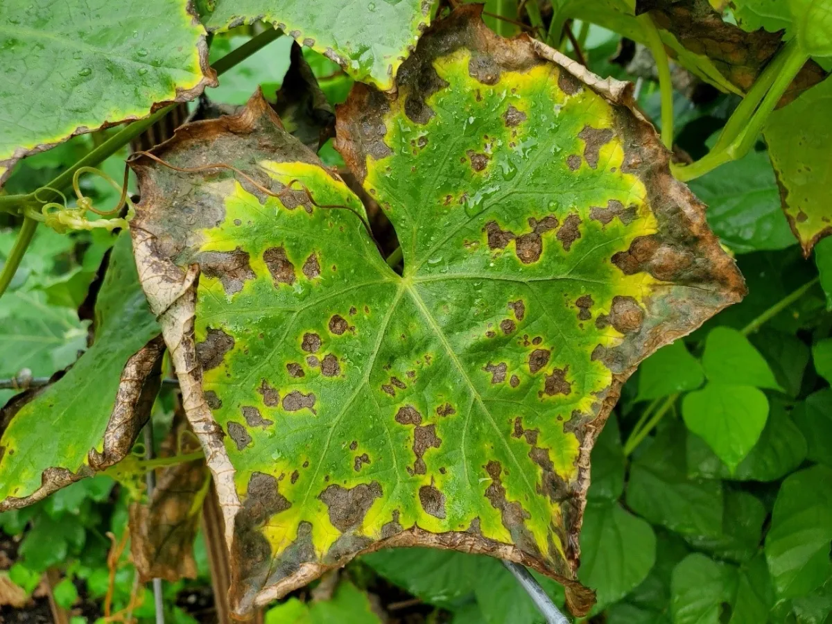 interveinal chlorosis