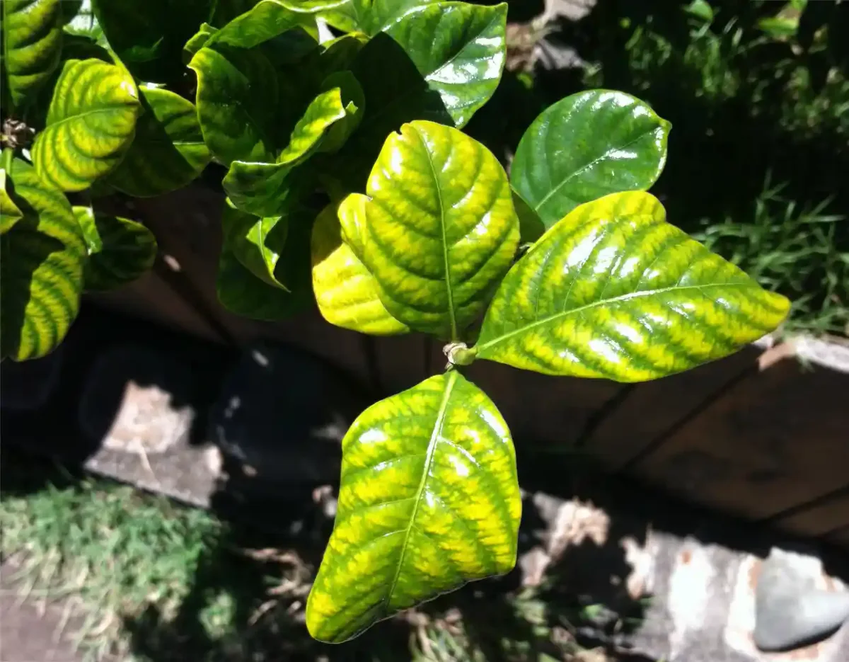 iron chlorosis