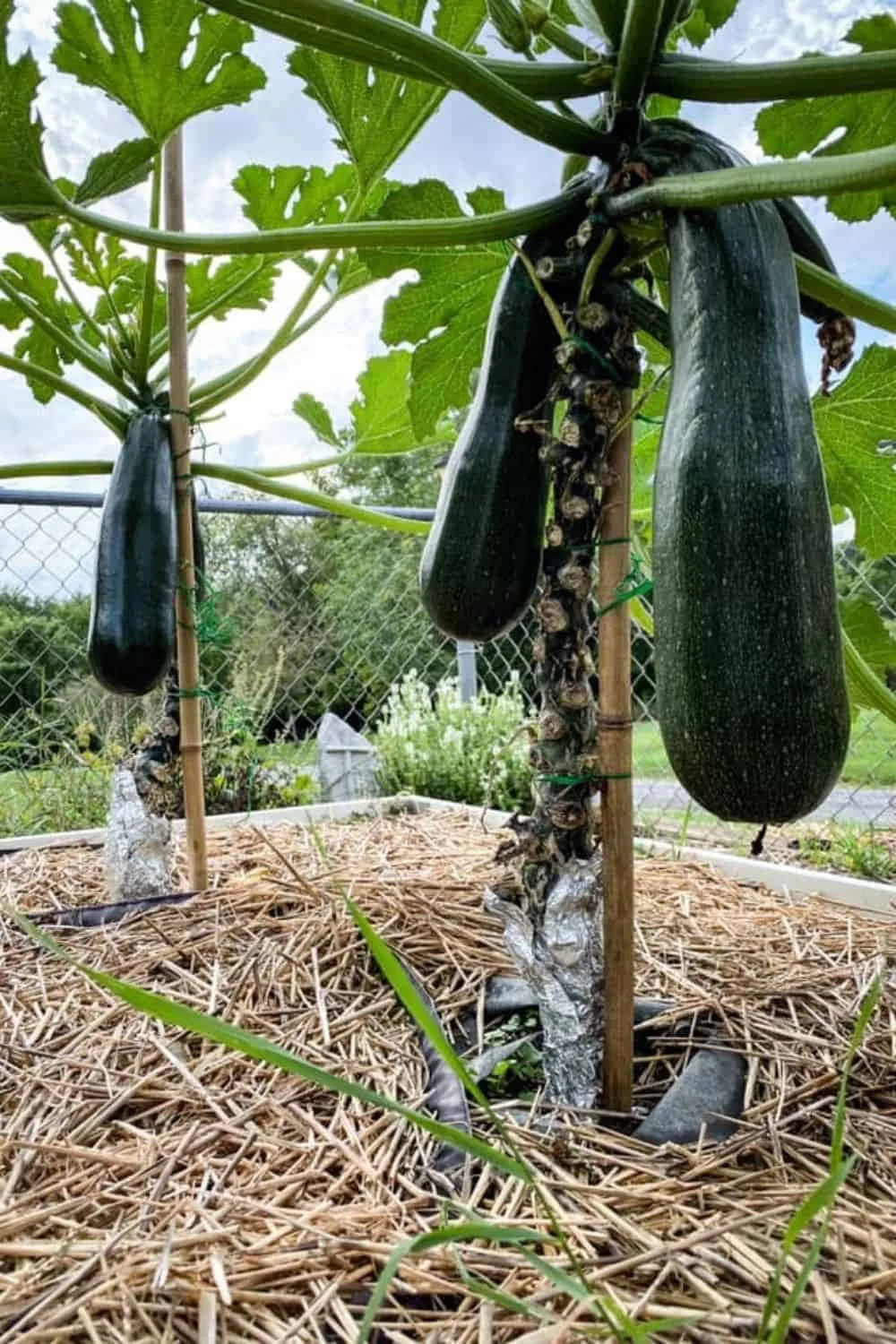 is epsom salt good for squash plants