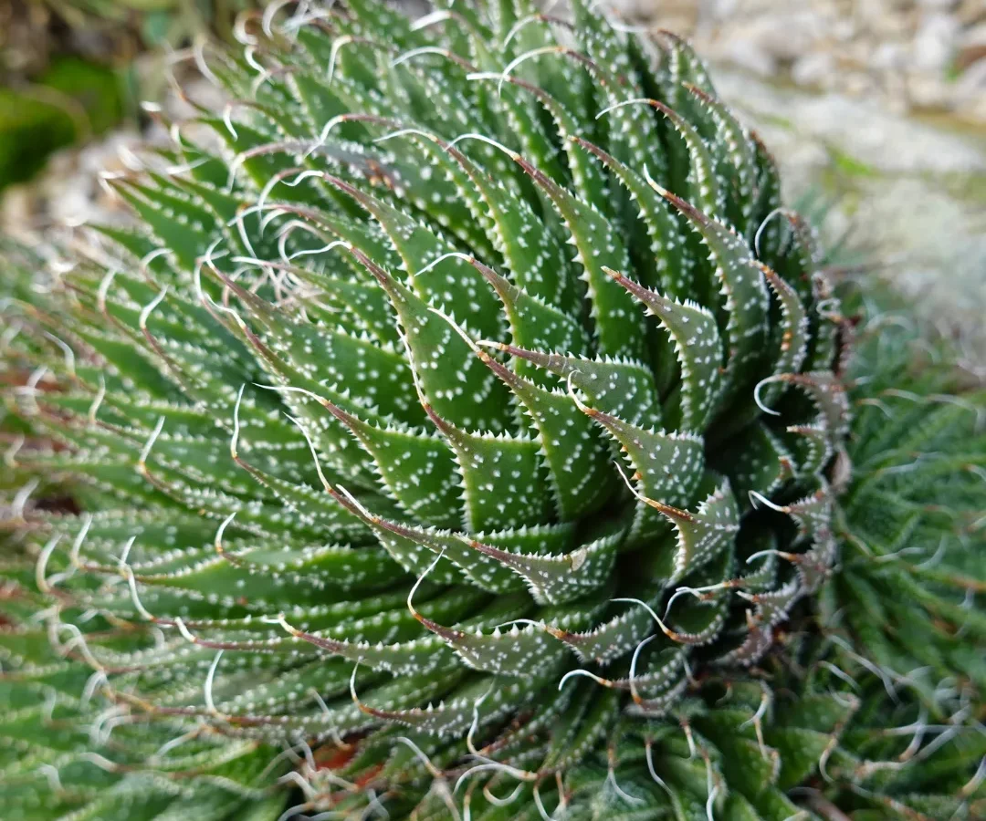 japanese aloe vera plant