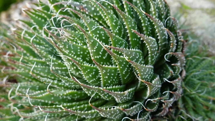 Japanese Aloe Vera Plant: Care, Uses & Growing Tips