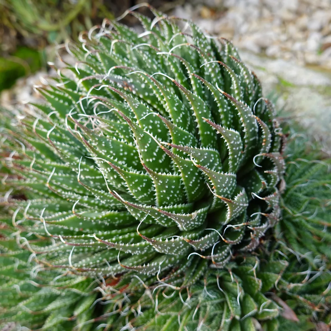 japanese aloe vera plant